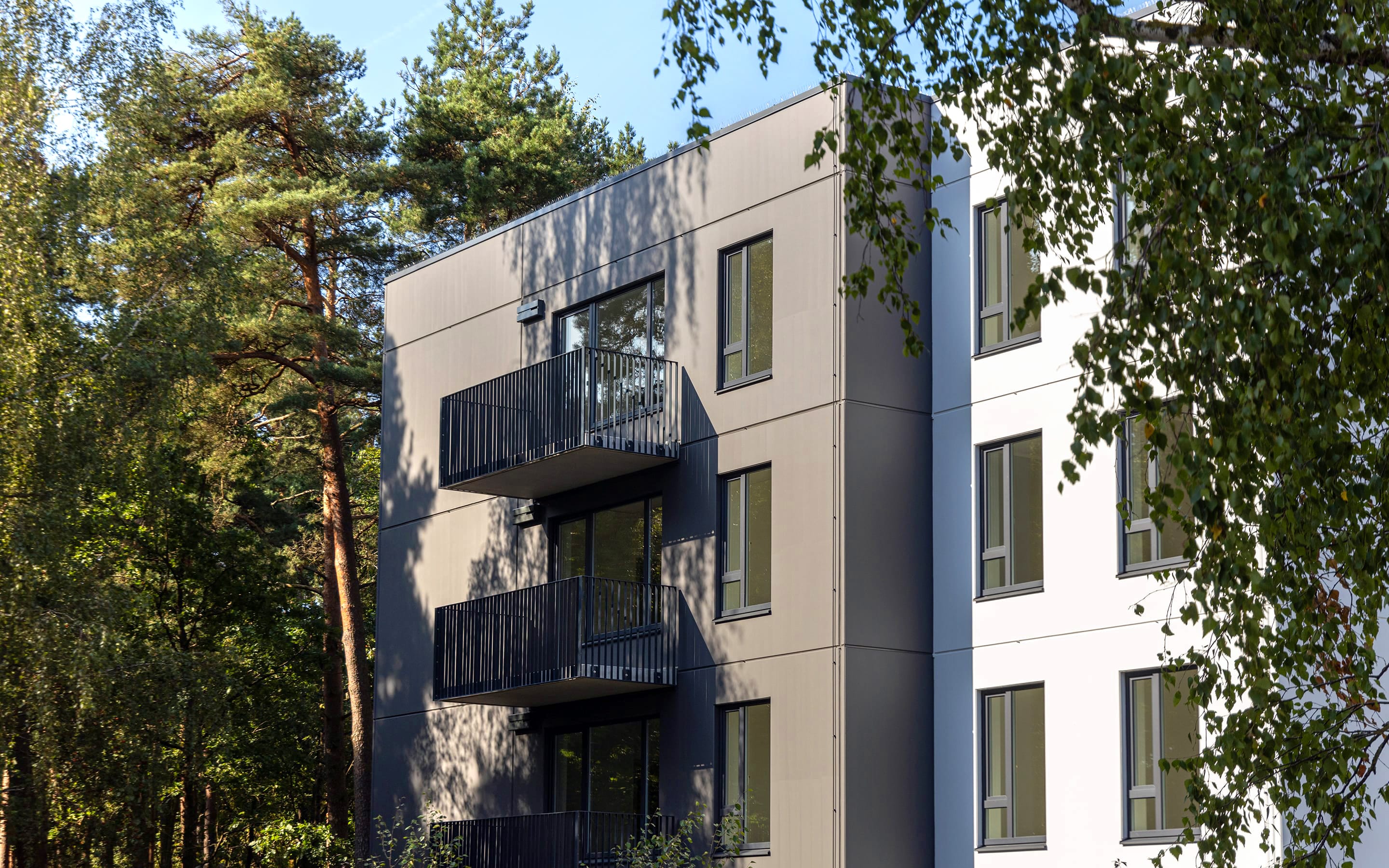 Pillar Dreiliņu priedes